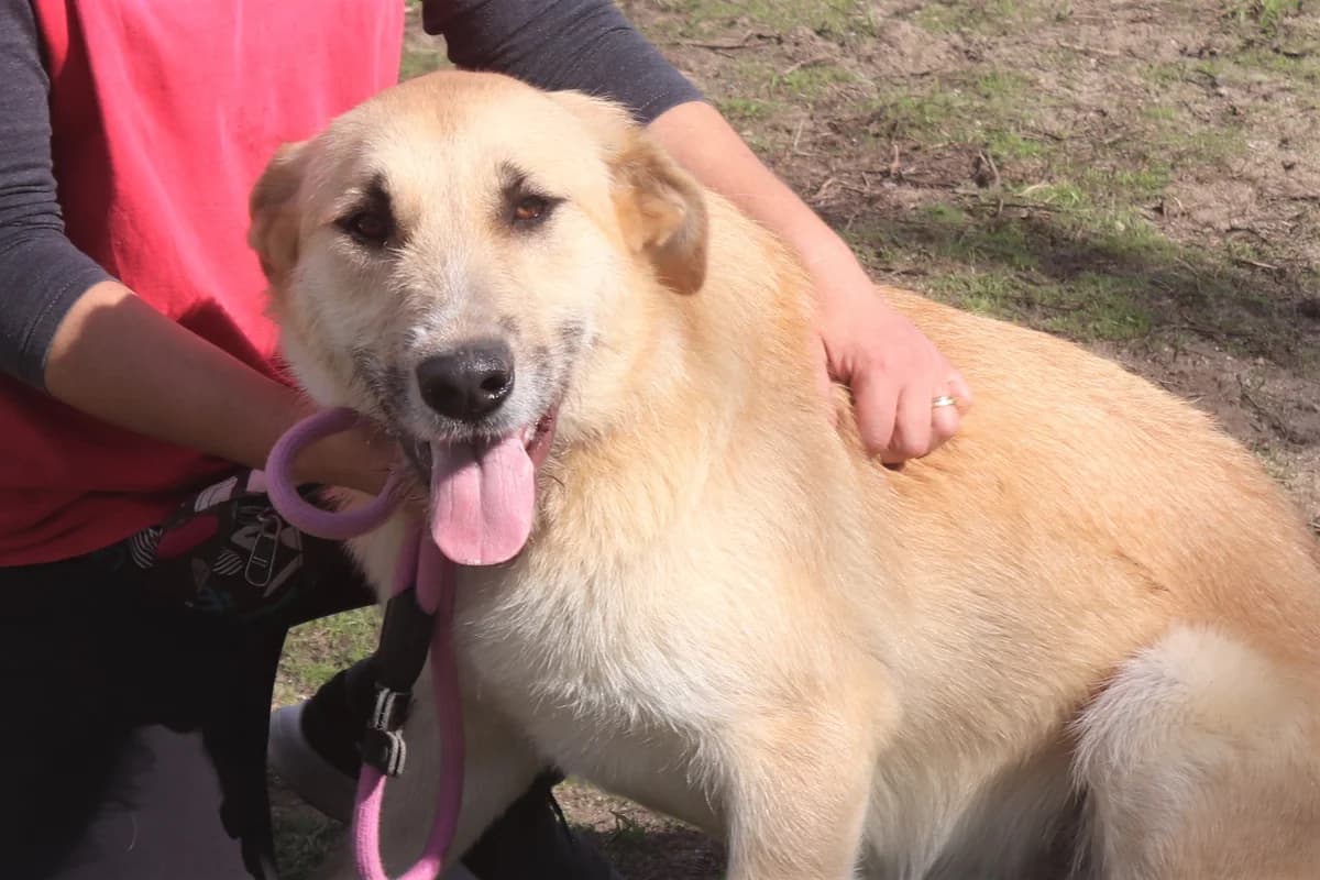 GANDA, Mel Dourado female 6yo Mixed Breed for adoption at O Cantinho da Milu, Lisbon