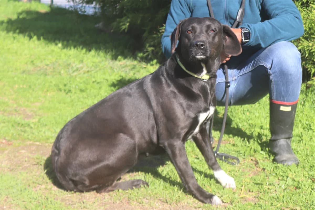 ANNIE, Preto female 7yo Labrador Retriever for adoption at O Cantinho da Milu, Lisbon