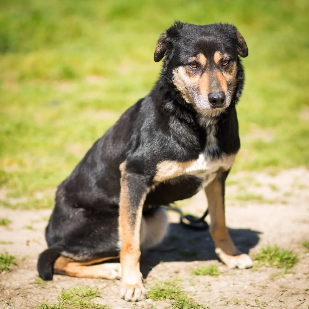 EASTER, Preto e Castanho female senior Mixed Breed for adoption at O Cantinho da Milu, Lisbon