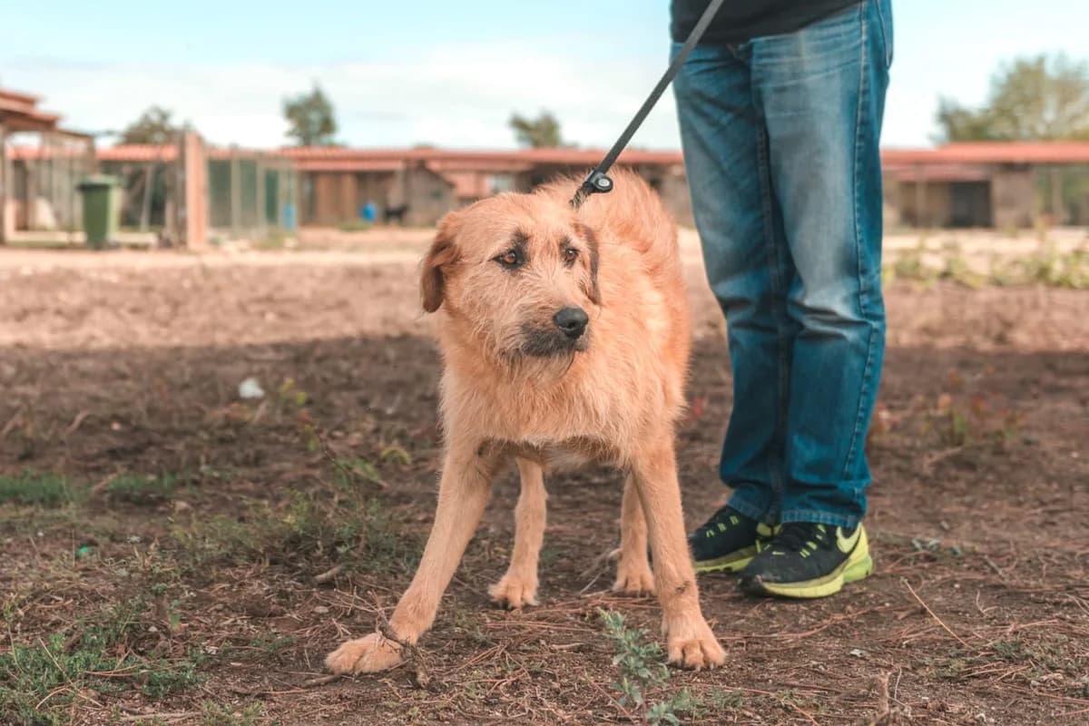 OZZIE, Mel Dourado male 7yo Mixed Breed for adoption at O Cantinho da Milu, Lisbon