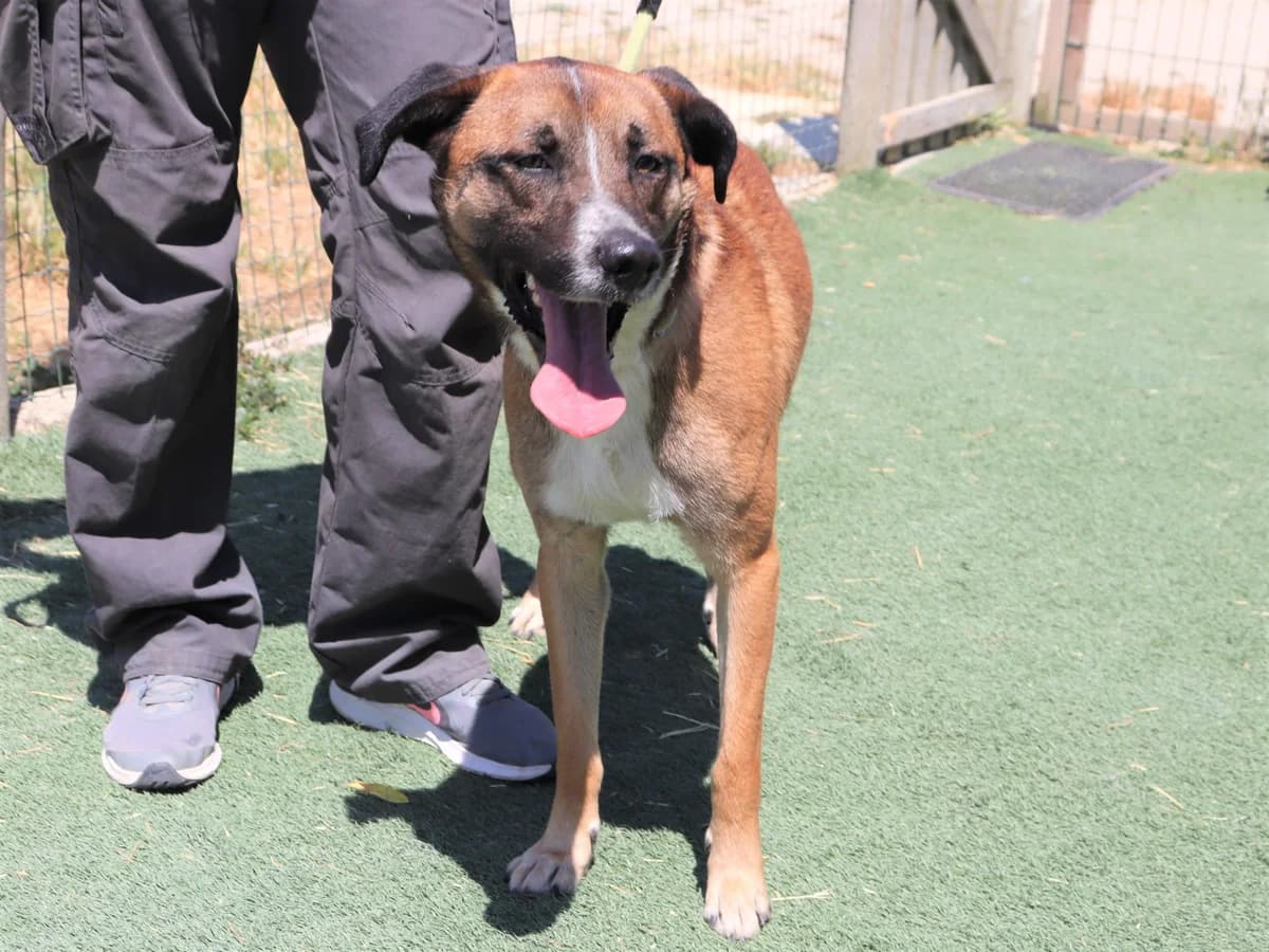 BERNIE, Castanho e Branco male 6yo Mixed Breed for adoption at O Cantinho da Milu, Lisbon
