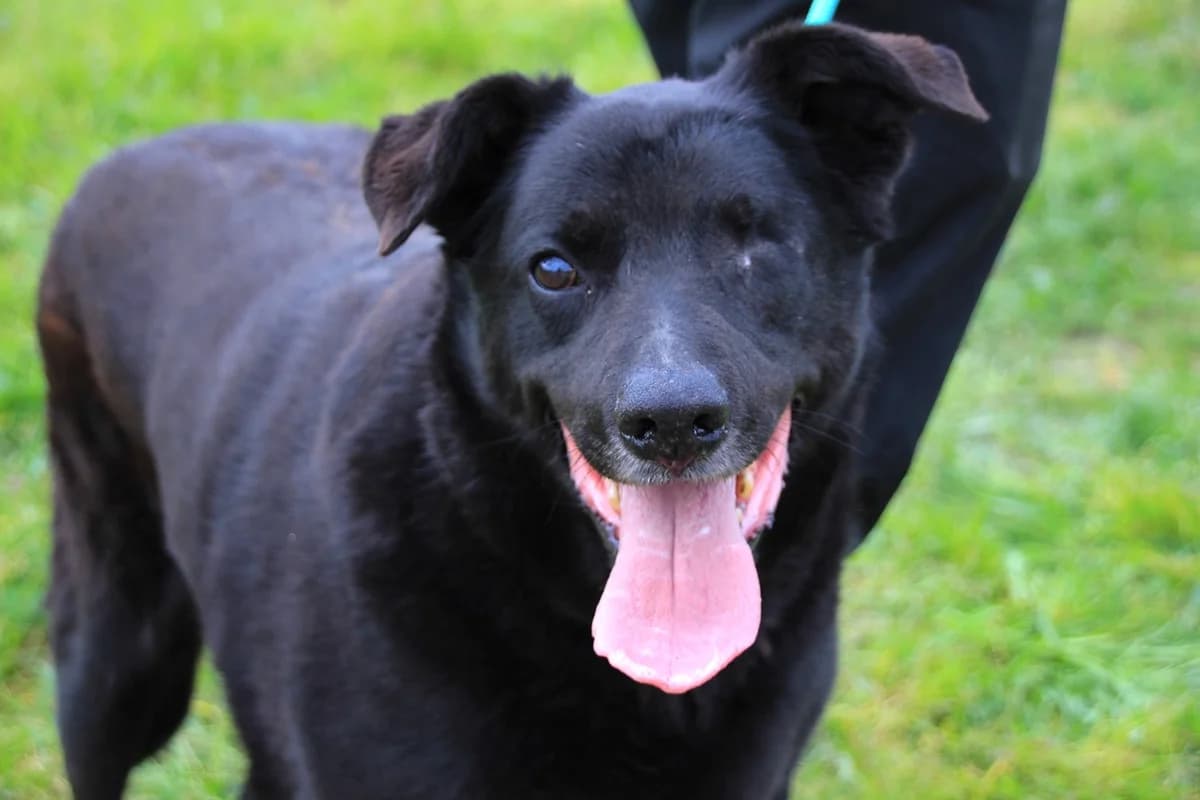 BLACK, Preto male senior Labrador Retriever for adoption at O Cantinho da Milu, Lisbon