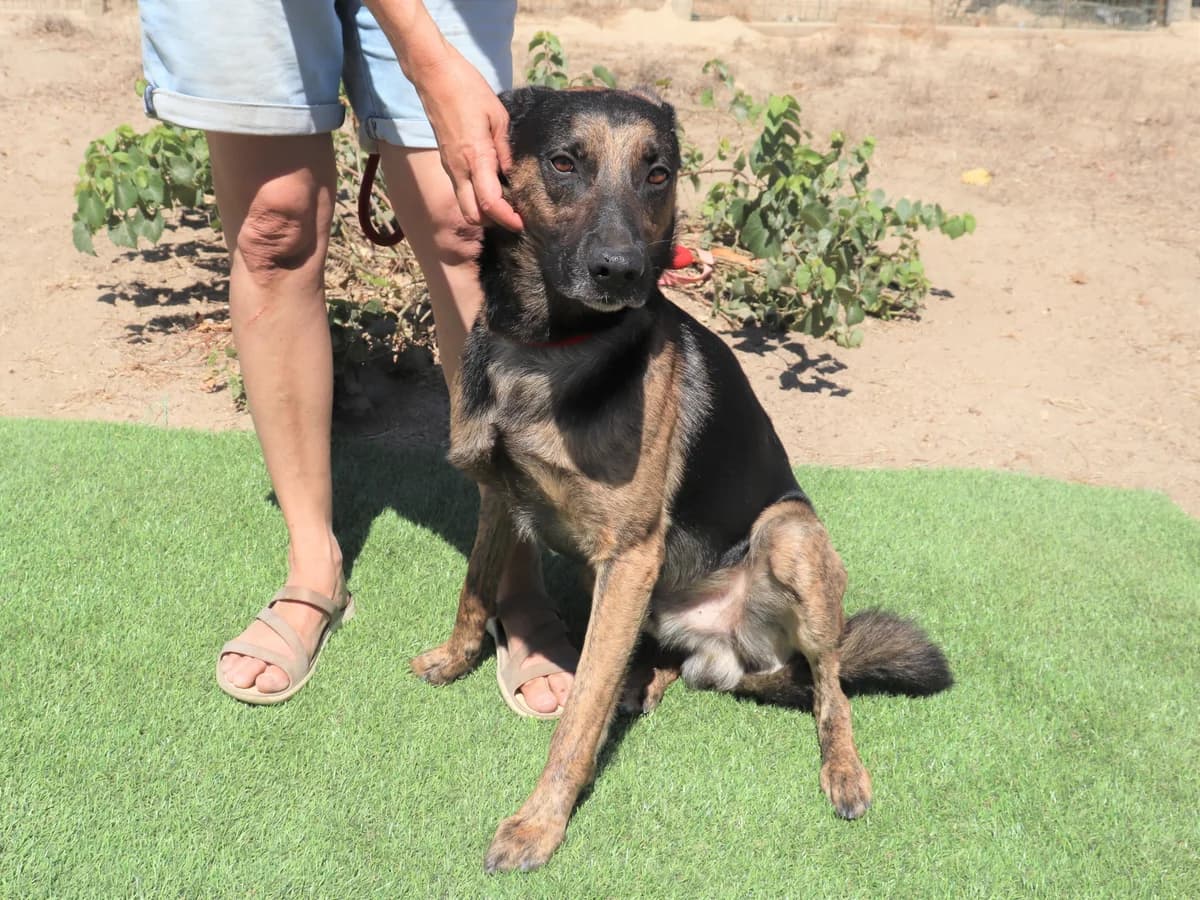 BOOMER, Preto afogueado male senior mixed breed for adoption at O Cantinho da Milu, Lisbon