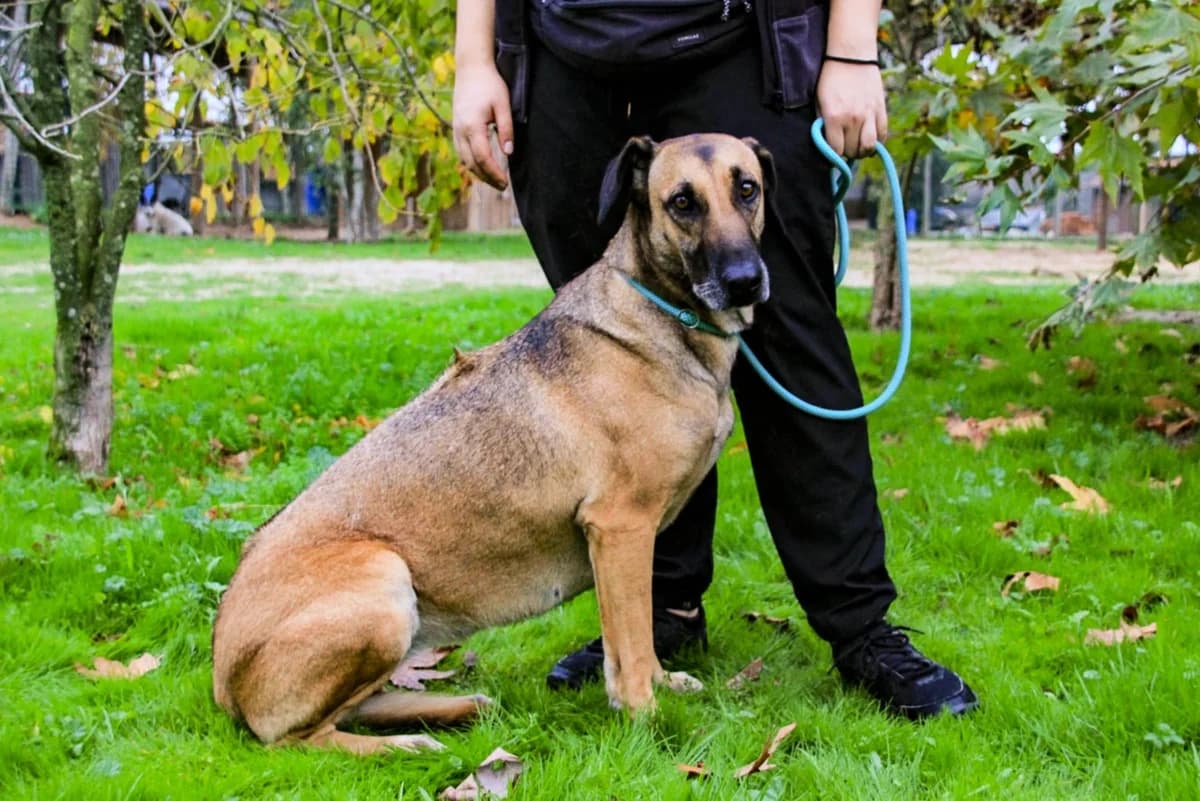 INDIA, Castanho female 5yo Rhodesian Ridgeback for adoption at O Cantinho da Milu, Lisbon