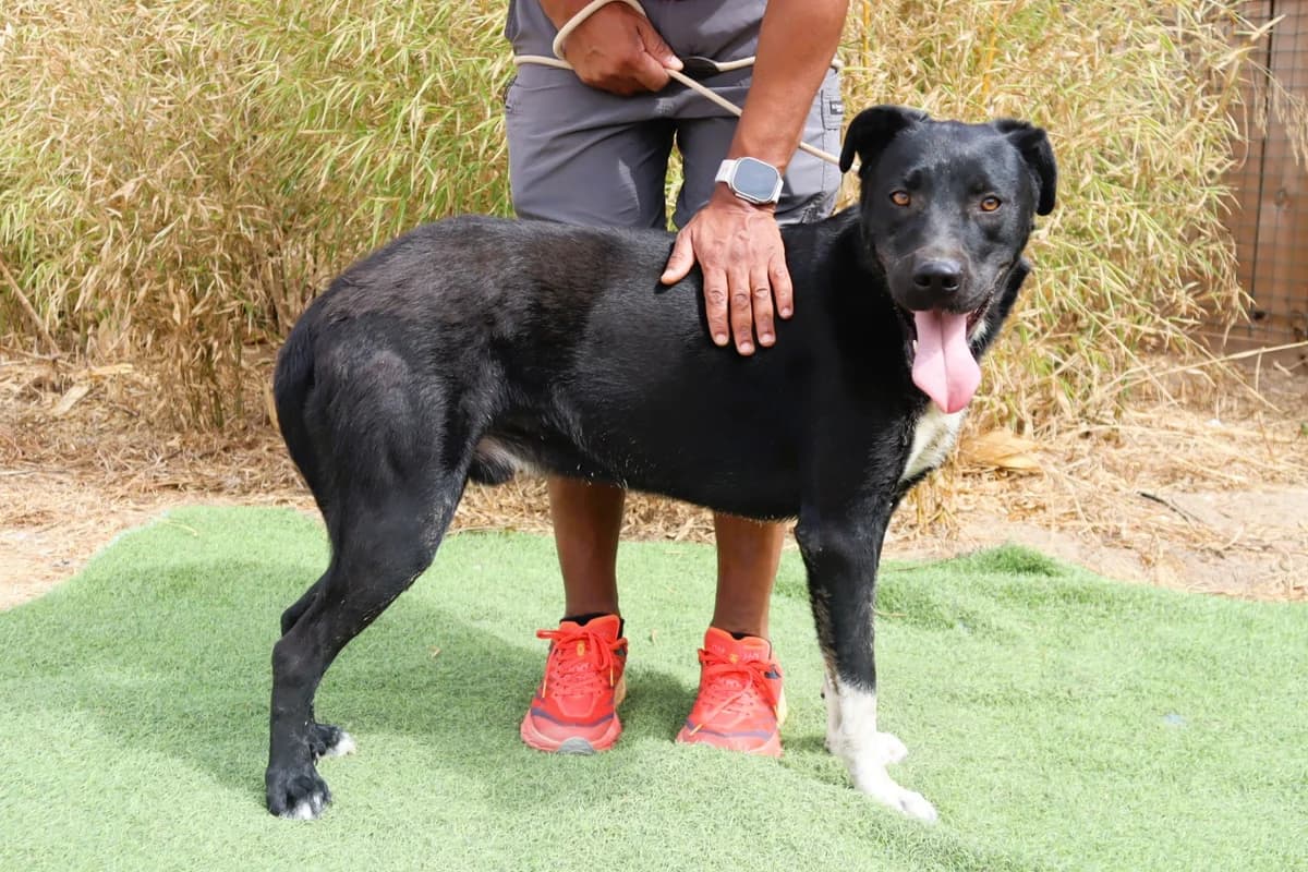 KARL, Preto e Branco male 4yo Mixed Breed for adoption at O Cantinho da Milu, Lisbon