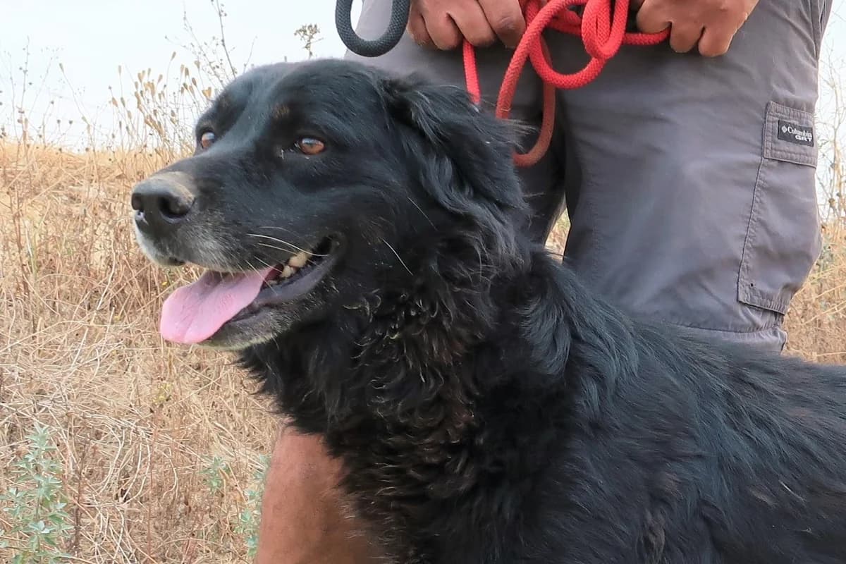 MARFY, Preto female 6yo Mixed Breed for adoption at O Cantinho da Milu, Lisbon