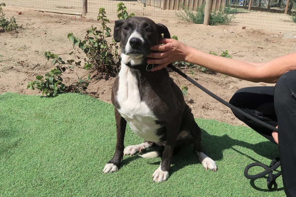 LENI, Preto e Branco female senior Mixed Breed for adoption at O Cantinho da Milu, Lisbon