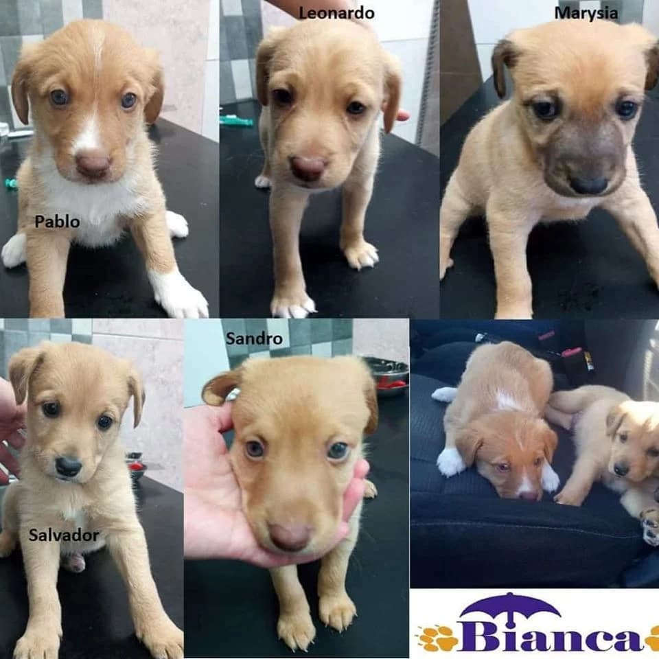 5 Cachorros no lixo – ADOTADOS