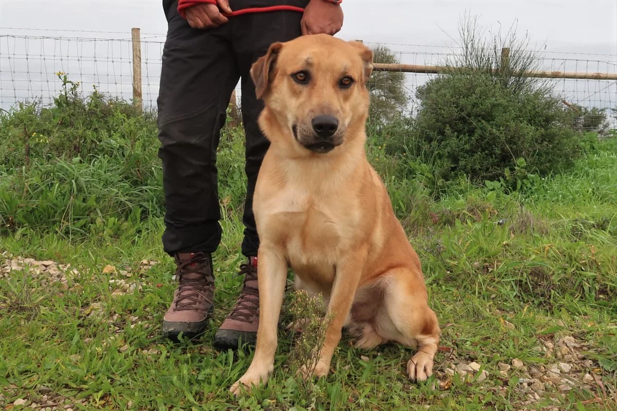 LOBO, Castanho male 6yo Mixed Breed for adoption at O Cantinho da Milu, Lisbon