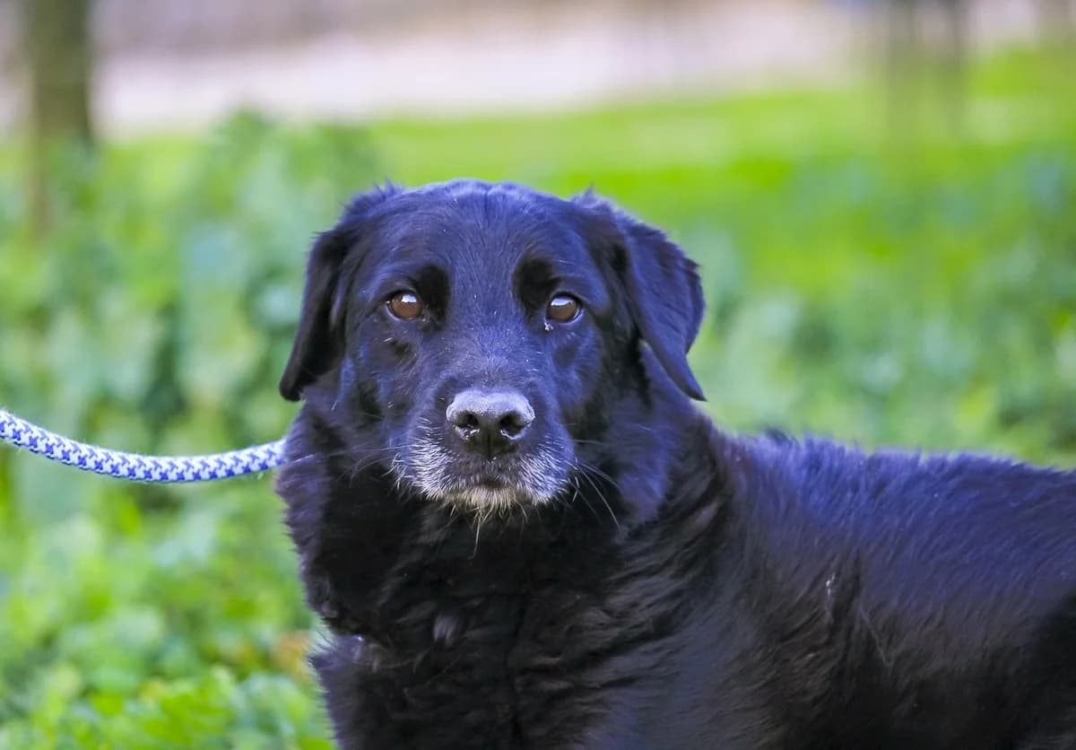 SABI, Preto female 6yo Mixed Breed for adoption at O Cantinho da Milu, Lisbon
