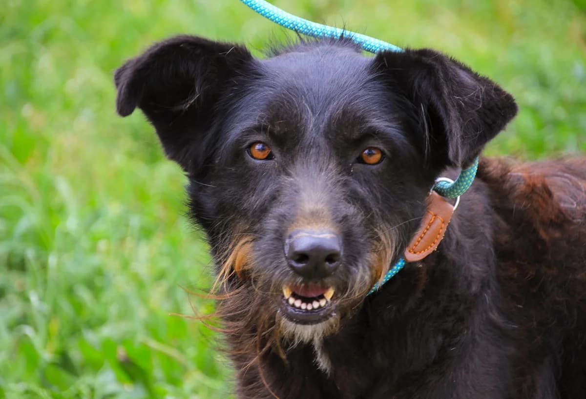 PONY, Preto female 4yo Mixed Breed for adoption at O Cantinho da Milu, Lisbon
