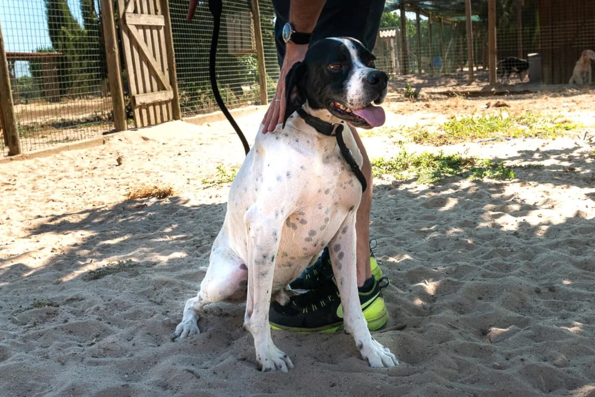 JOKER, Branco e Preto male 7yo mixed breed for adoption at O Cantinho da Milu, Lisbon
