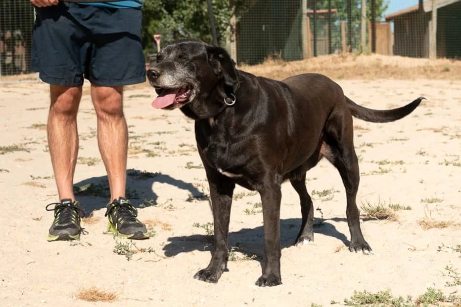MILLA, Preto female senior Mixed Breed for adoption at O Cantinho da Milu, Lisbon