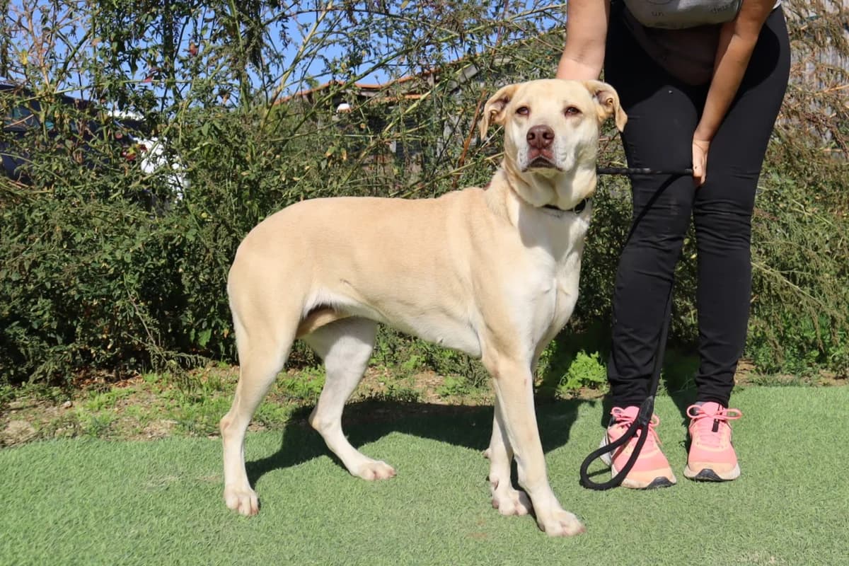CHARITY, Creme female 4yo Mixed Breed for adoption at O Cantinho da Milu, Lisbon