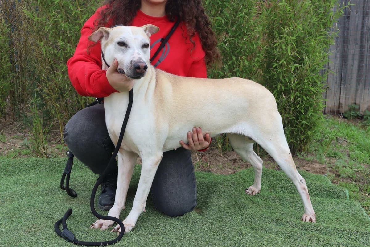 DONNA, Creme female 7yo Mixed Breed for adoption at O Cantinho da Milu, Lisbon