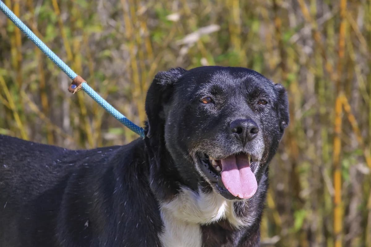 JOSEPHINE, Preto female 7yo Labrador Retriever for adoption at O Cantinho da Milu, Lisbon
