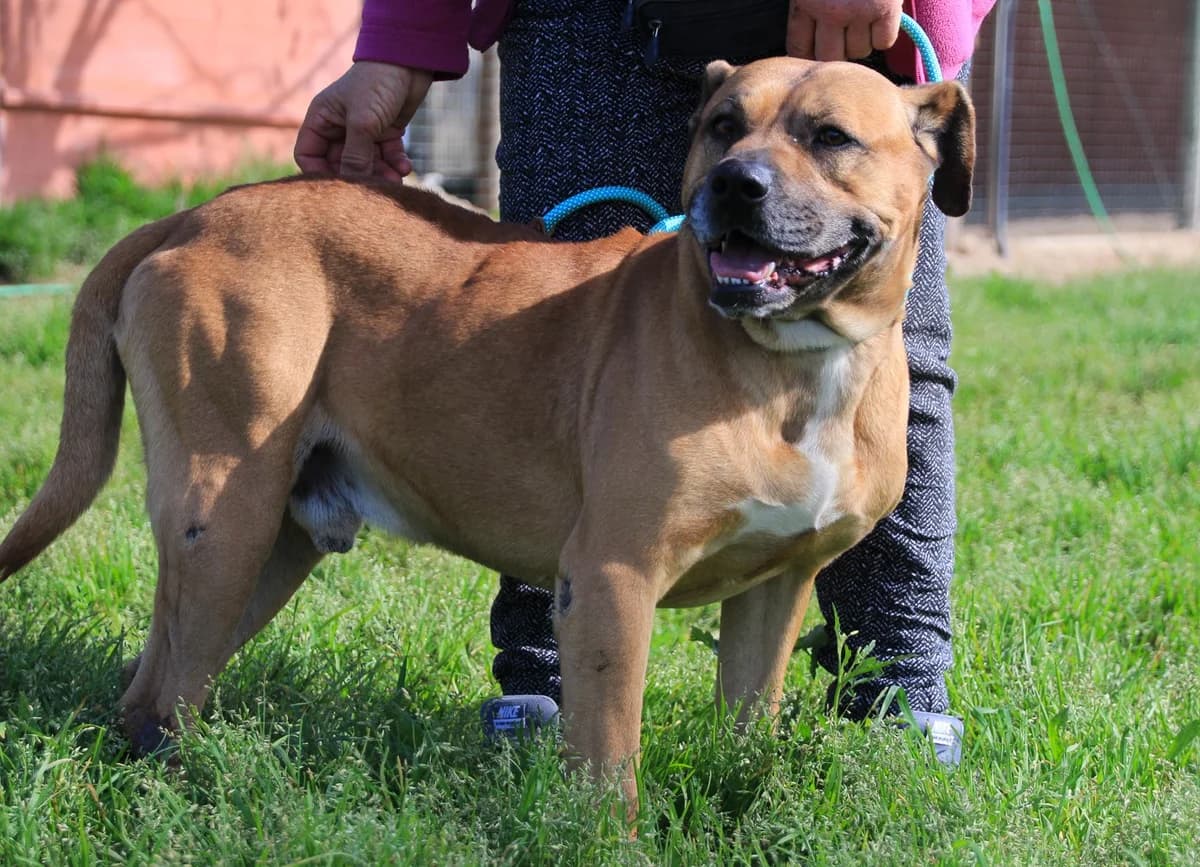 WINSTON, Mel Dourado male 5yo Mixed Breed for adoption at O Cantinho da Milu, Lisbon