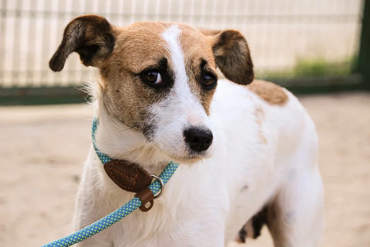 ELSY, Branco e Castanho female 5yo Mixed Breed for adoption at O Cantinho da Milu, Lisbon
