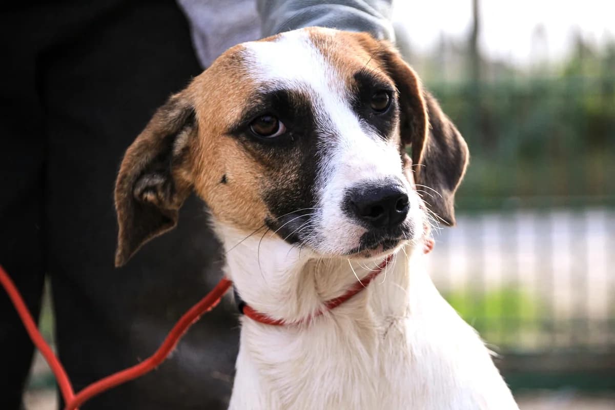 TARA, Branco e Castanho female 3yo Mixed Breed for adoption at O Cantinho da Milu, Lisbon