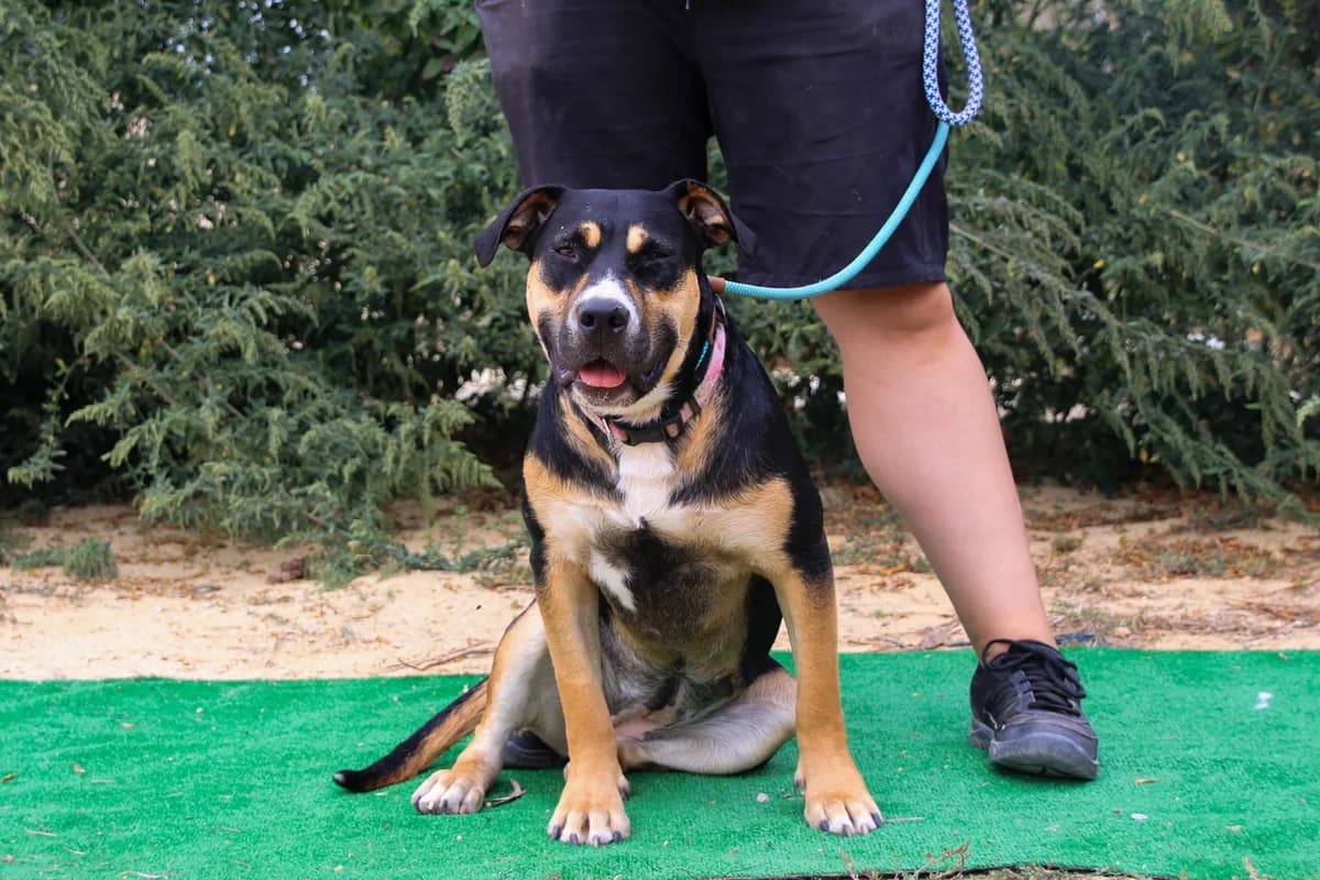 DORA, Tricolor female young Mixed Breed for adoption at O Cantinho da Milu, Lisbon