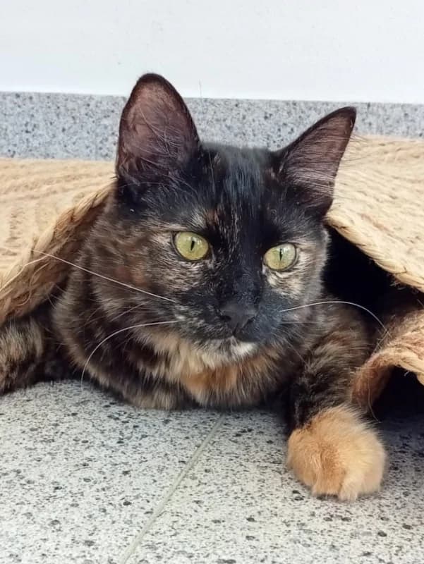 Destiny e Chloe, female 4yo Mixed Breed for adoption at ABRA Braga, Braga