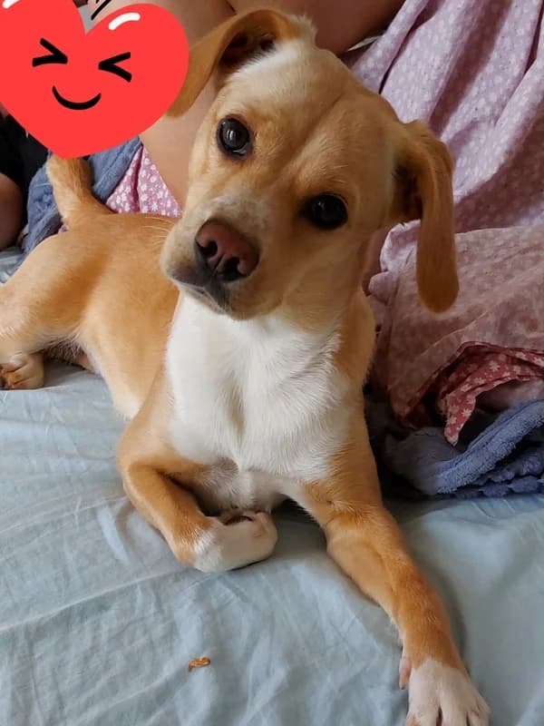 Dora, female puppy Mixed Breed for adoption at ABRA Braga, Braga