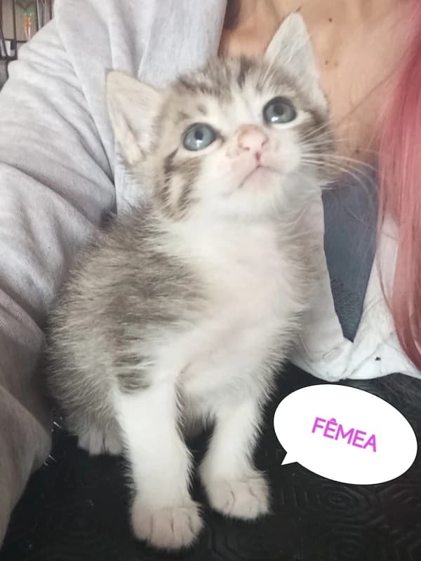 Tuxa, Giovana, Virgínia e Dion, female Mixed Breed for adoption at ABRA Braga, Braga