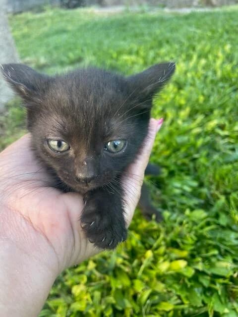 Melinha, female Mixed Breed for adoption at ABRA Braga, Braga