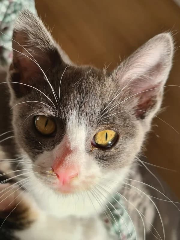 Olga, female young Mixed Breed for adoption at ABRA Braga, Braga