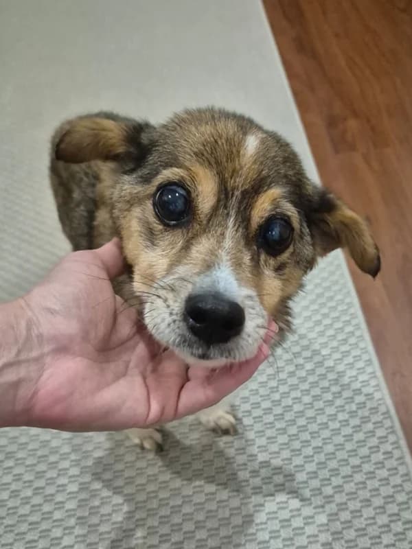 Pocinha, female puppy Mixed Breed for adoption at ABRA Braga, Braga