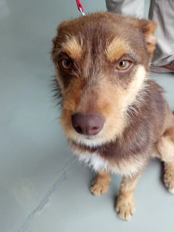Quincas, male young Mixed Breed for adoption at ABRA Braga, Braga