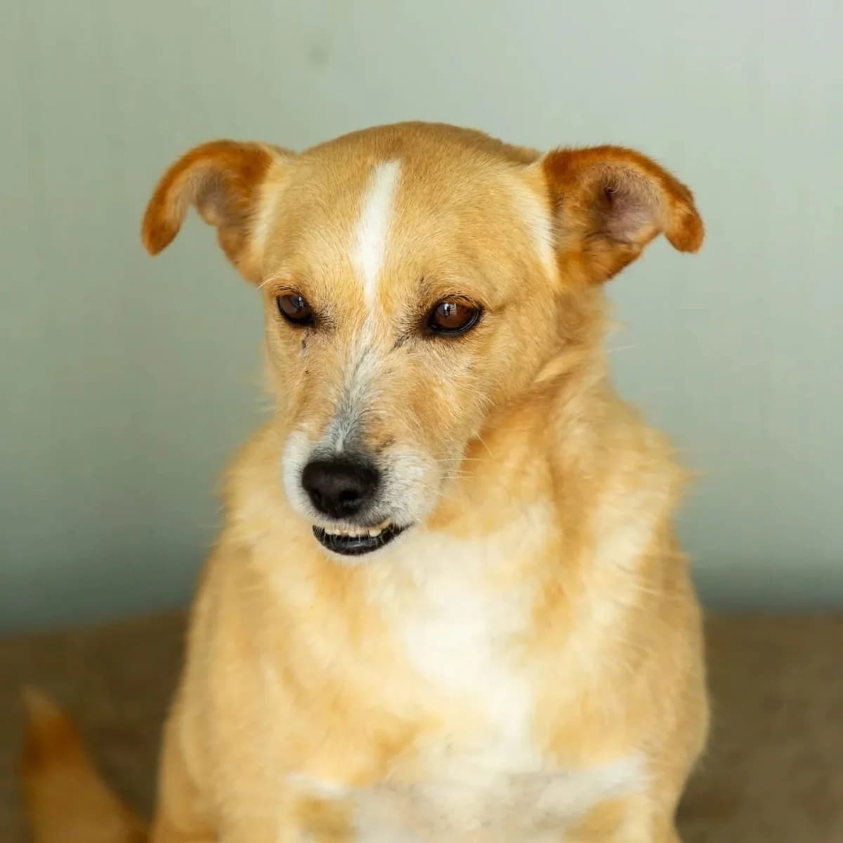 Tarzan, male Mixed Breed for adoption at Abrigo de Carinho
