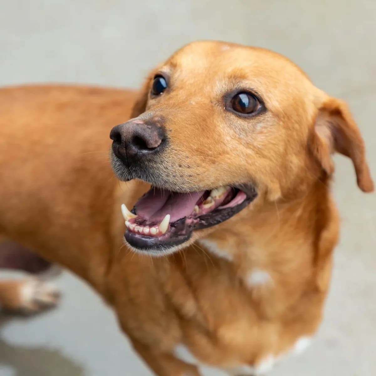 Zeca, male Mixed Breed for adoption at Abrigo de Carinho