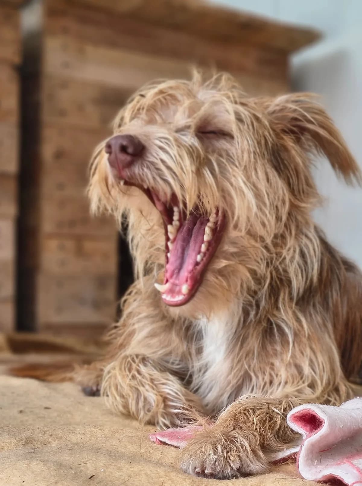 Bartolomeu, male Mixed Breed for adoption at Abrigo de Carinho