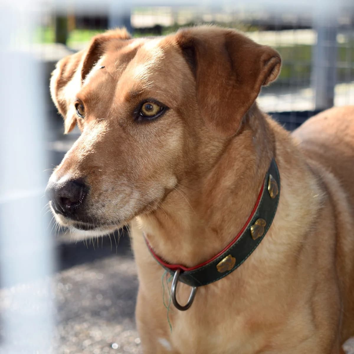 Guana, female Mixed Breed for adoption at Abrigo de Carinho
