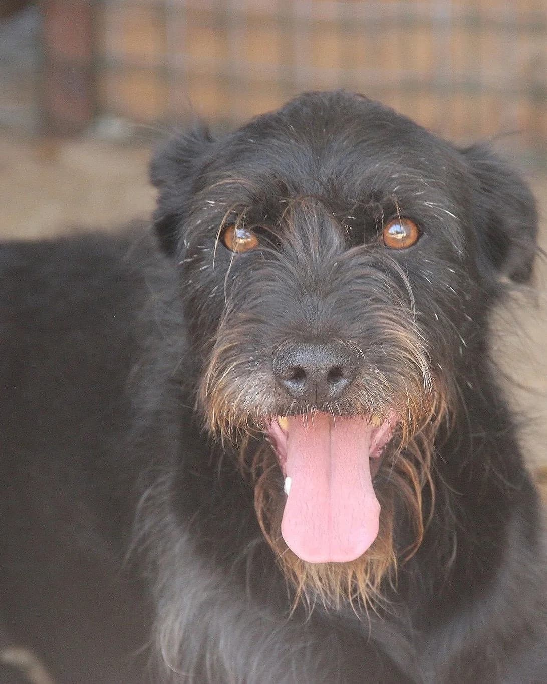 Jiló, male Mixed Breed for adoption at Abrigo de Carinho