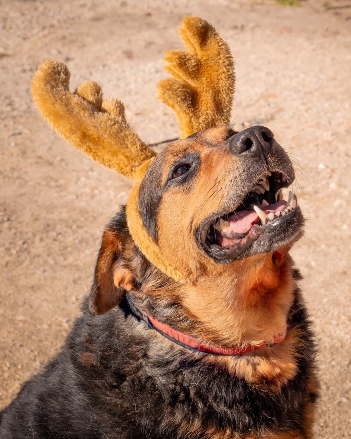Yvone, female senior Mixed Breed for adoption at Abrigo de Carinho