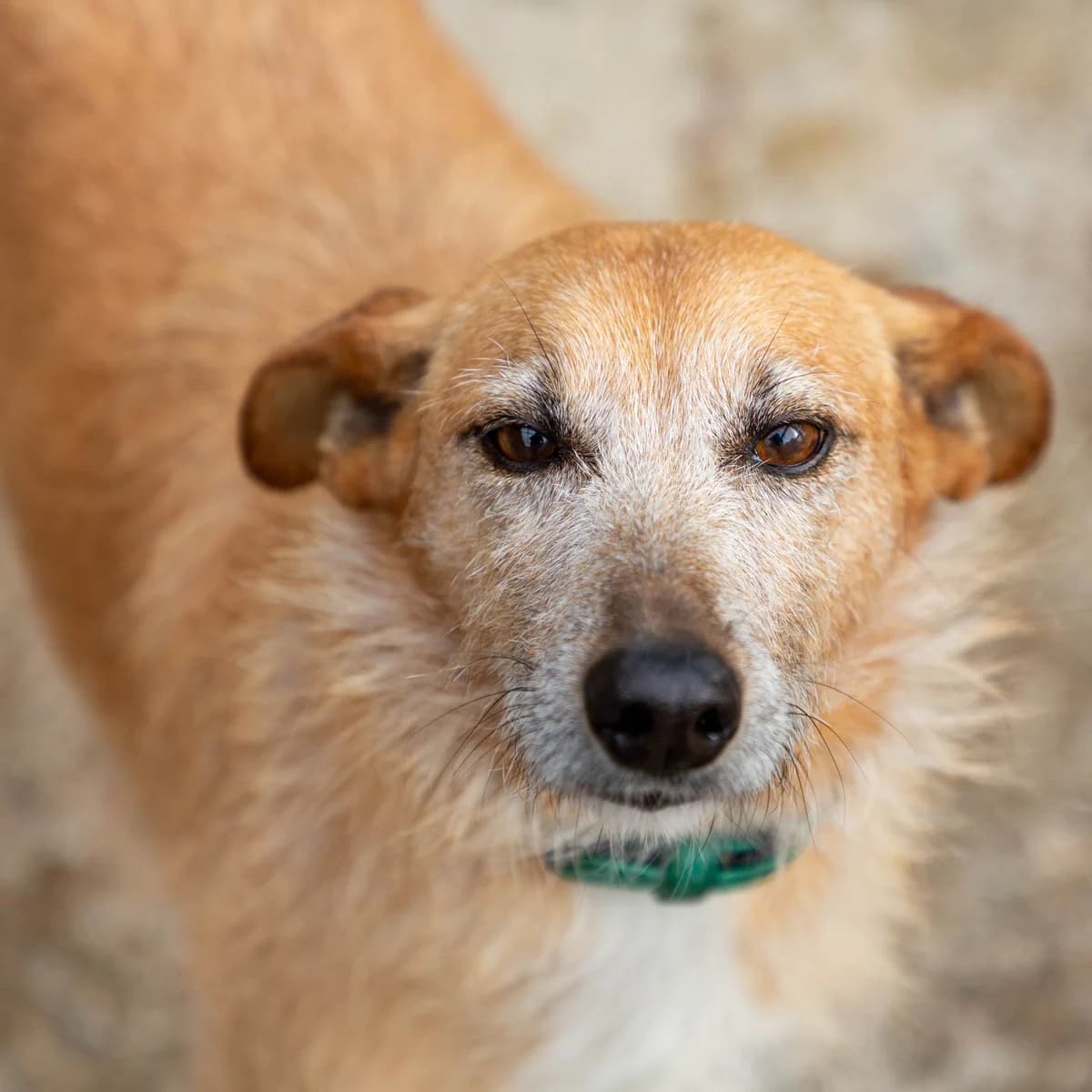 Alegria, female Mixed Breed for adoption at Abrigo de Carinho