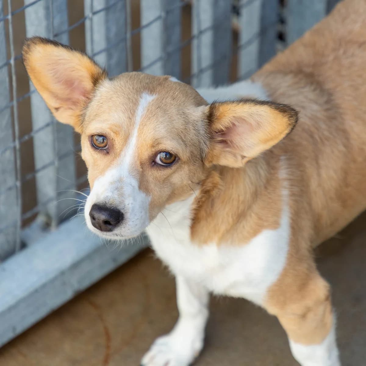 Polly, female Mixed Breed for adoption at Abrigo de Carinho