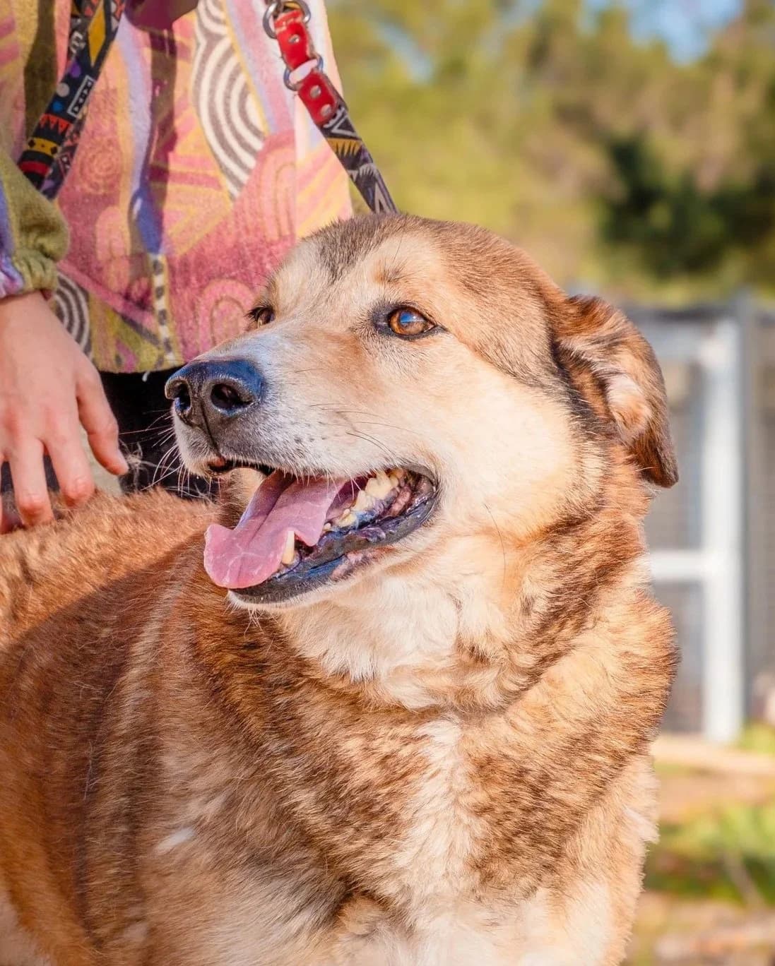 Mosqueteiro, male Mixed Breed for adoption at Abrigo de Carinho