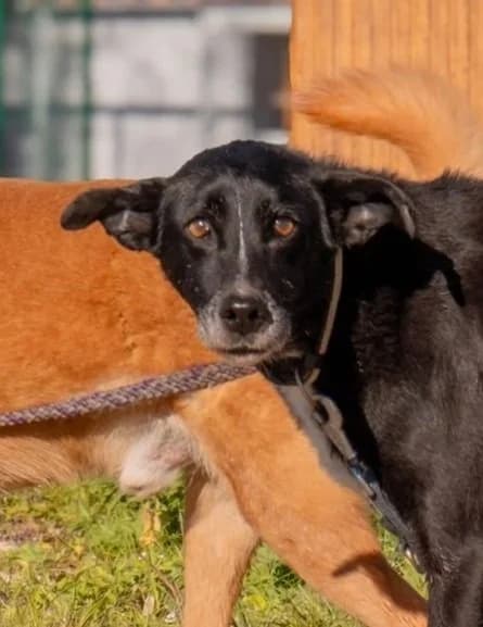 Bandido, male Mixed Breed for adoption at Abrigo de Carinho