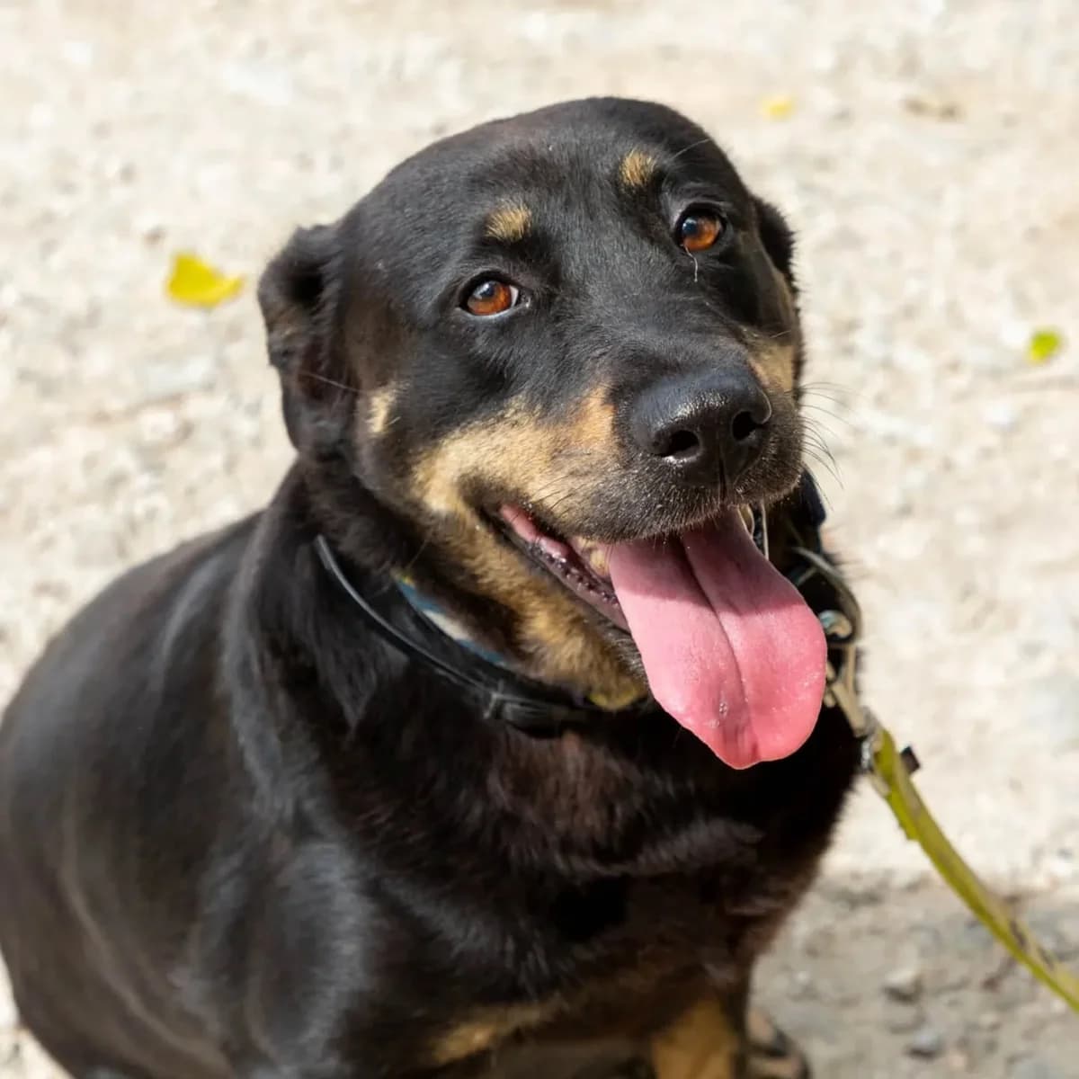 Maria, female Mixed Breed for adoption at Abrigo de Carinho