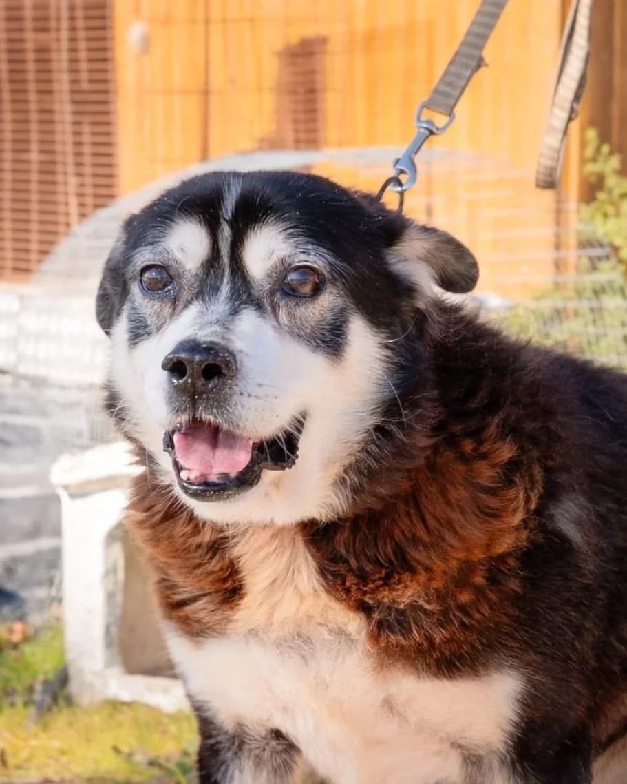Golias, male Mixed Breed for adoption at Abrigo de Carinho