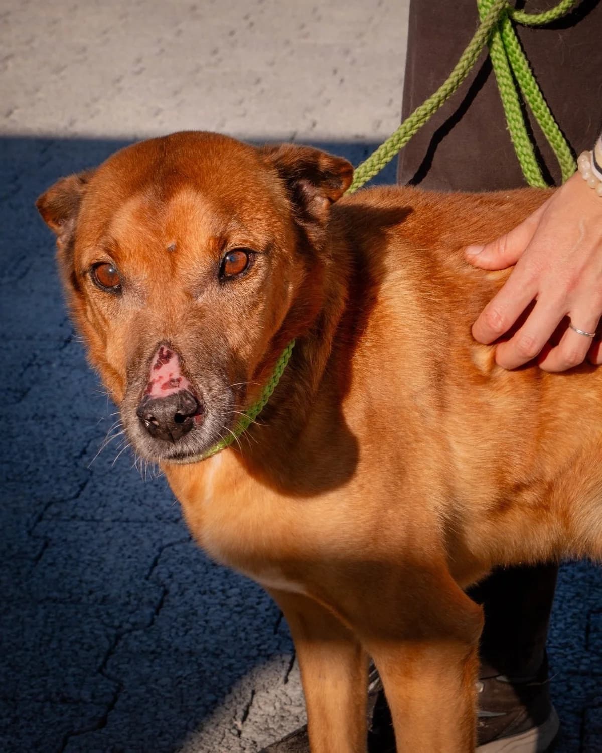 Alfredo, male Mixed Breed for adoption at Abrigo de Carinho