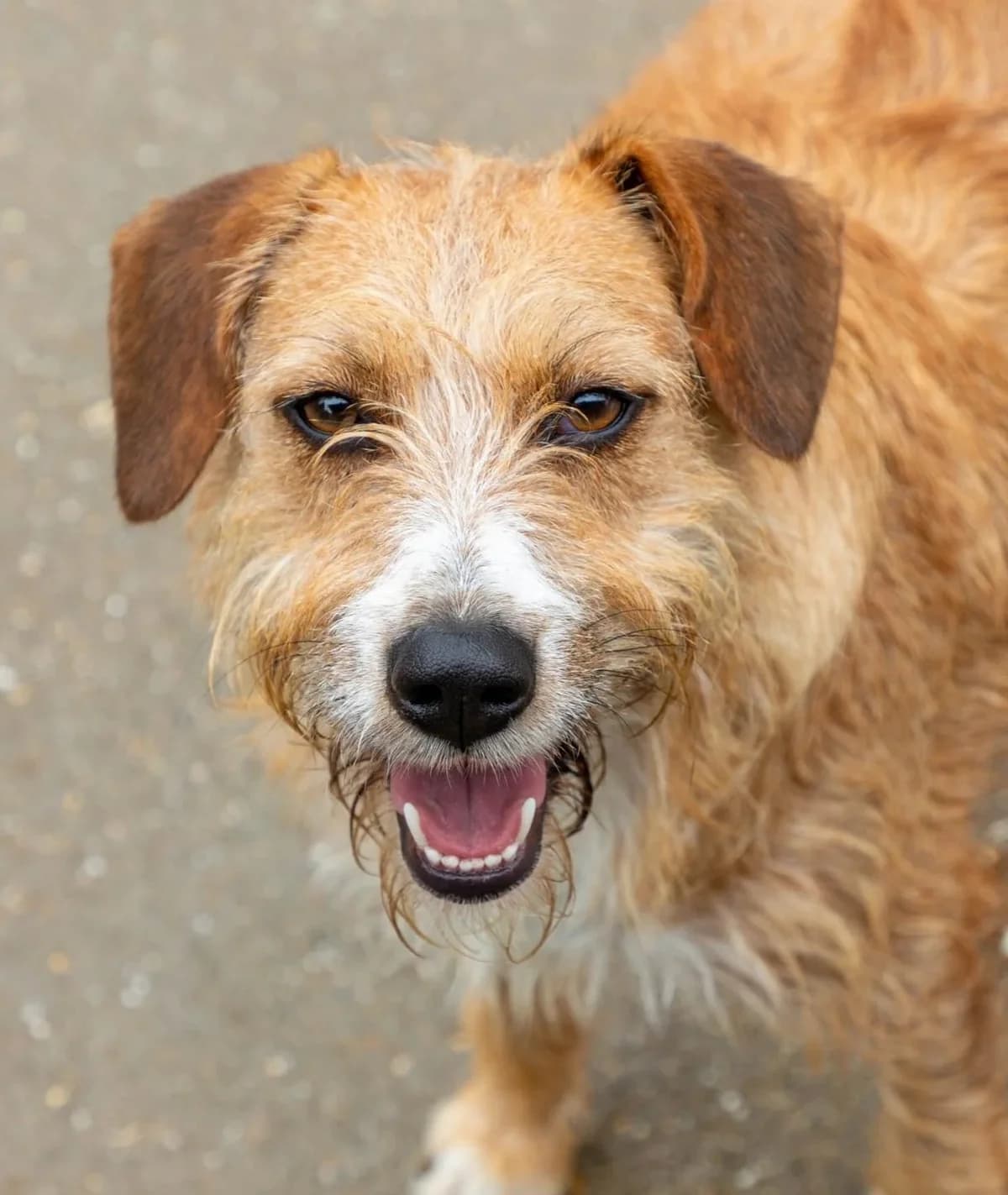 Nina, female Mixed Breed for adoption at Abrigo de Carinho