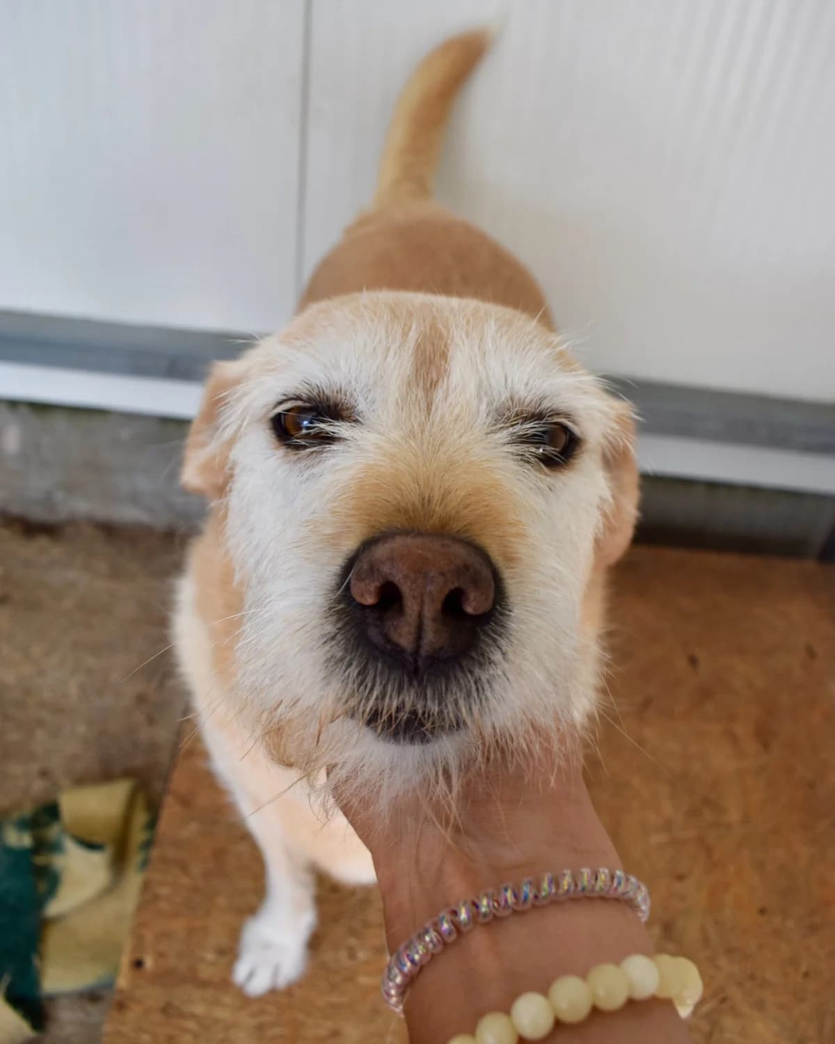 Nutella, female Mixed Breed for adoption at Abrigo de Carinho