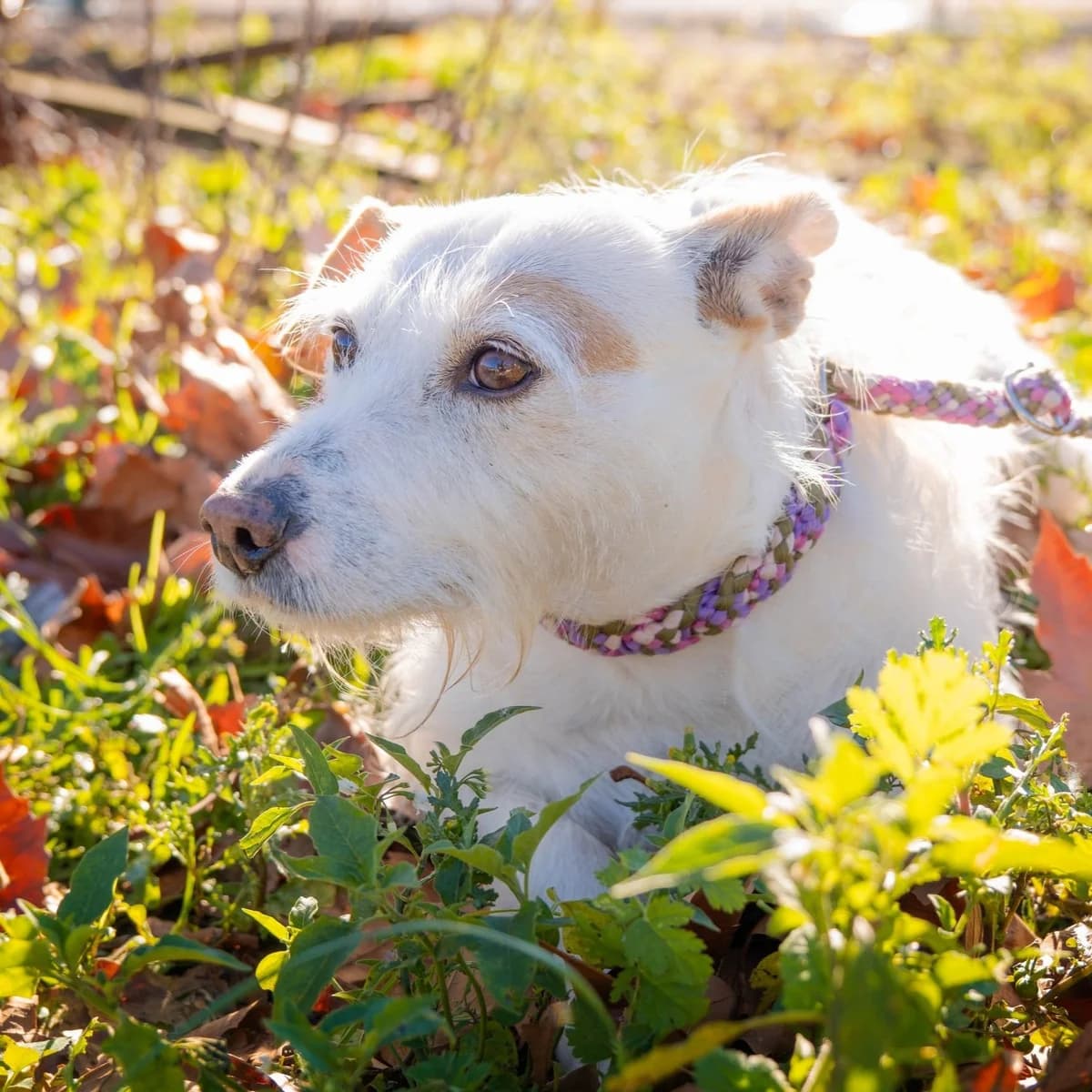 Fuzi, female Mixed Breed for adoption at Abrigo de Carinho