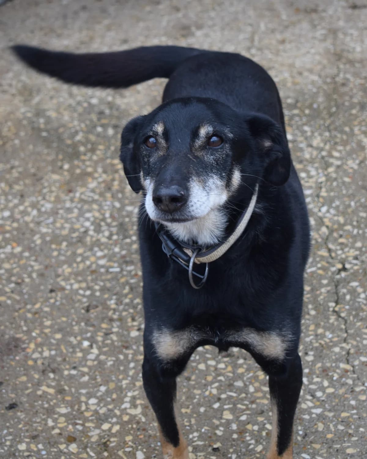 Igor, male Mixed Breed for adoption at Abrigo de Carinho