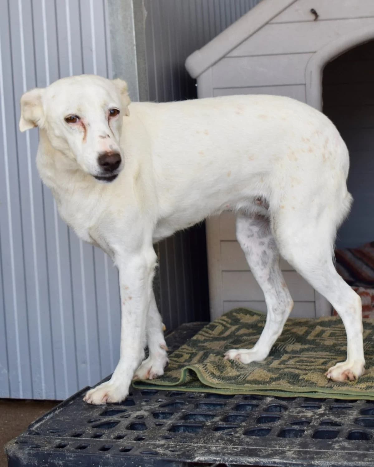 Mila, female Mixed Breed for adoption at Abrigo de Carinho