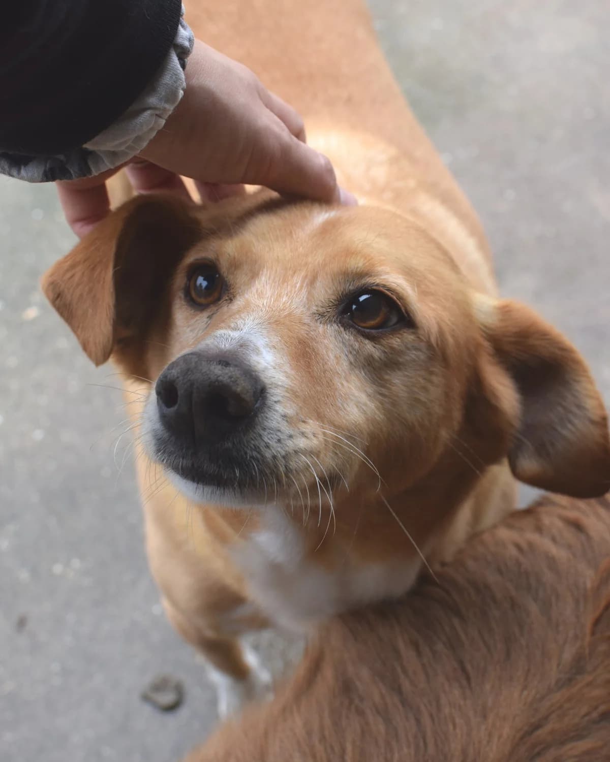 Adalberto, male Mixed Breed for adoption at Abrigo de Carinho